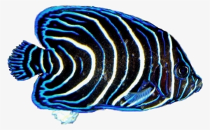 Angel Fish Png - Saltwater Fish #3924924