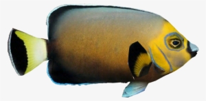 Conspicuous Angelfish - Coral Reef Fish #3925057