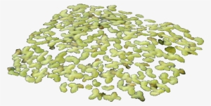 Duckweed Food - Maidenhair Tree #3925146