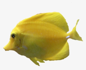 Underwater Fish Png Download - Sunwave Mini Boat Tours Ltd. #3925236