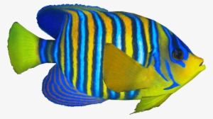 Royalangelfish - Regal Angelfish #3925342