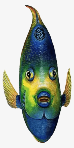 Queen Angelfish Front View Sea Life Wall Decal Sticker #3925481