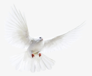 Dove - White Dove Transparent Background #3927681