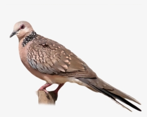 Eastern Spotted Dove - Spotted Dove #3928028