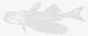 Gurnard - Illustration #3928277