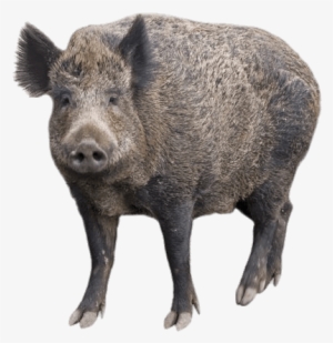 Boar With Head Turned Forward - Dzik Png #3928480