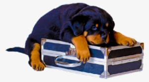 Animals Clipart Png,cartoon Animals Png,cute Animal - Dog #3929692