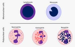 White Blood Cells Chart - White Blood Cells Lymphocytes Diagram #3930916