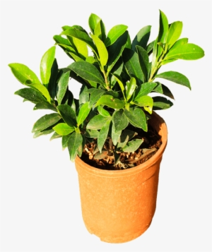 If You Like This Template And Want To Use Them, Please - Flowerpot #3931000