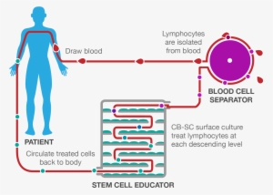 Stem Cell Educator Therapy Process - Stem Cell Educator Therapy Diabetes #3931004