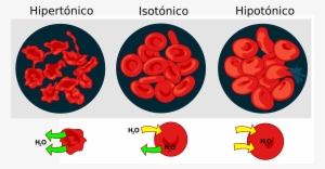 Open - Hypertonic Hypotonic Isotonic #3931042
