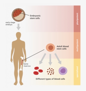 Adult Stem Cells - Adult Stem Cell Diagram #3931083