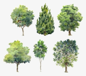 Trees Green Plants Beautiful Hand Painted Png - Watercolor Trees For Photoshop #3931106