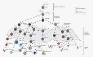 Since The Rst Hsc Transplant In 1957, Stem Cell Transplantation - Diagram #3931110