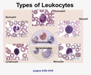 White Blood Cells Protect Against Disease - Granulocytes And ...