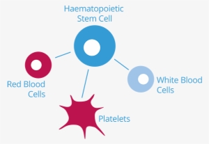 Stem-cells - Stem Cell #3931266