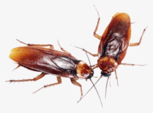 A Couple Of Cockroaches - Cockroaches Control #3931636