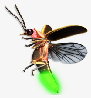 February 9, 2015 Helios Labs After Our Visit With Dr - Firefly Insect Flying #3931740