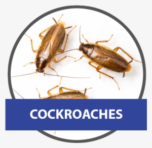 Small Cockroach #3931774