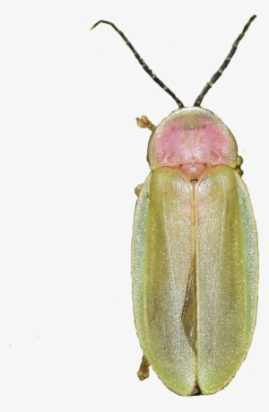 Oliver Keller This - Soldier Beetle #3931776