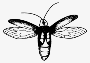 Firefly Insect Png #3931835