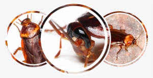 Cockroaches - Cockroach Head #3931884