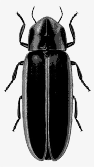 9-firefly - Lampyridae #3931963