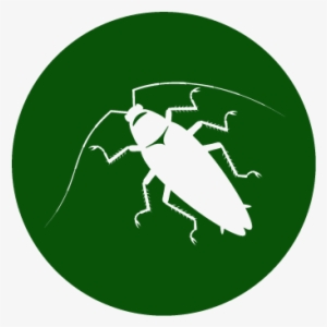 No One Wants These Creatures, And There Are Ways To - Pest #3932035