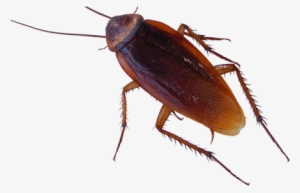 Cockroach Removal Service - 5 Insects #3932228