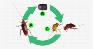 Adult Adult Cockroach Has Two Pair Of Wings Folded - Biology #3932251