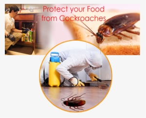 Cockroach And Ants Control - Weevil #3932312