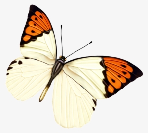 Hd Beautiful Colorful Butterfly Png #3932602