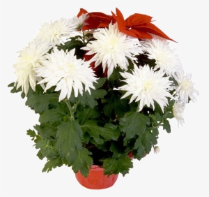 Beautiful Potted Flower - Flower #3933621