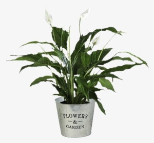 Precio De Una Planta #3933837