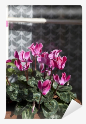 Potted Plants Of Cyclamen With Flowers In Pink Colors - Color #3933898