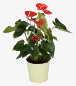 Potted Red Anthurium - Flower #3934013