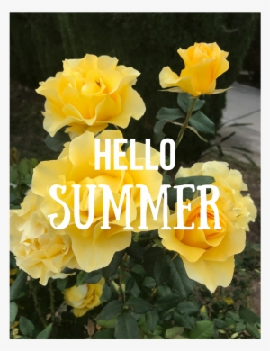 21 Jun - Hybrid Tea Rose #3934016