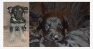 Gs Puppies - Family #3934711