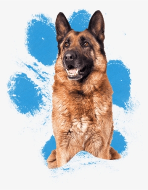 These Dogs Are Very Intelligent And Highly Motivated - Real Dog Paw Print #3934948