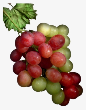 Helps To Improve Calcium Retention In Bone And Reduce - Sultana #3935979