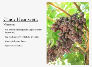 Candy Hearts Grapes - Grape #3936284