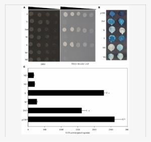 Yeast One Hybrid Analyses Of Upstream Regulators Of - .org #3936987