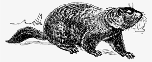 Today Is Groundhog Day - Free Black And White Clipart Groundhog #3937549