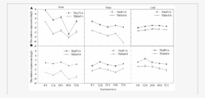 Theif1a And Thdof Expression Patterns In Different - Diagram #3937685