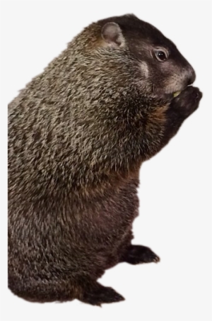 Groundhog Transparent #3937733