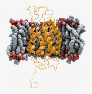 Ccr5 Is Shown As A Ribbon Model In The Plasma Membrane - Membrane Png #3938563