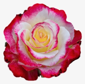 Colorful Rose Transparent Png #3938660
