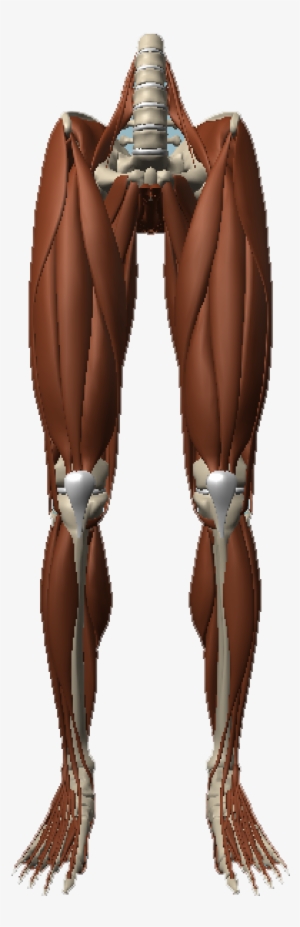 Anatomy #3938661