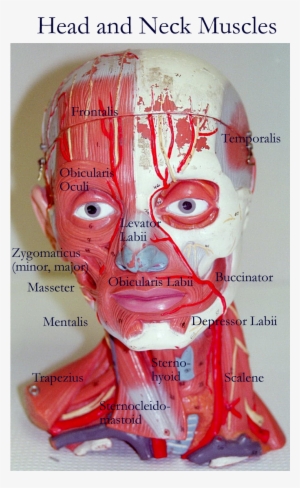 Arm Model - Head And Neck Muscles Model #3938693