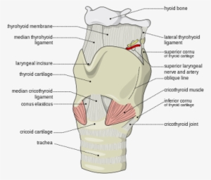 The Ligaments Of The Larynx - Thyroid Cartilage #3938912